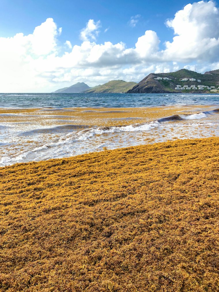 Thick brown sargassum washed onto a St Kitts shore with green hills in the distance